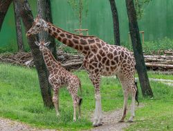 Brigitte Rothschildgiraffe Mit Jungem